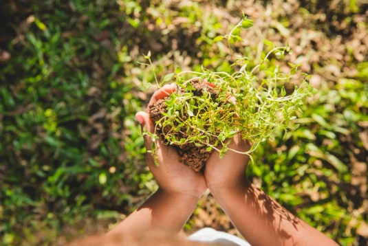 Mãos segurando muda com solo fértil representando agricultura regenerativa e saúde do solo no agro sustentável